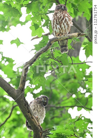 真夏のアオバズク 112761754