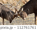 エゾシカの格闘 112761761