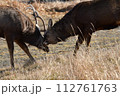 エゾシカの格闘 112761763