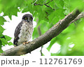 新緑のフクロウ 112761769