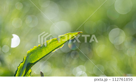 朝日に映える草の葉　 112761850