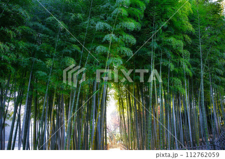 広島　秋の縮景園 112762059