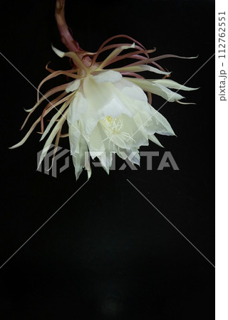 月下美人の花20230501 112762551