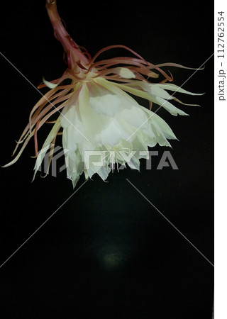 月下美人の花20230502 112762554