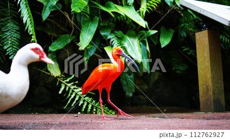 ショウジョウトキ 112762927