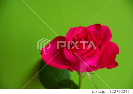 赤いバラ 112763243