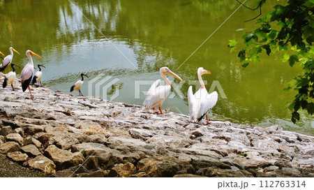 ネオパークオキナワの鳥たち ネオパークオキナワの鳥たち 112763314