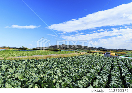 三浦のキャベツ畑が広がる風景 112763573