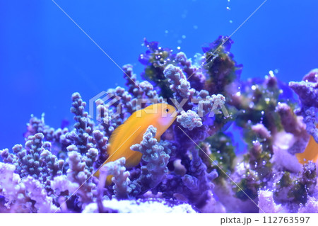 サンゴに隠れるイエローの魚 サンゴに隠れるイエローの魚 112763597