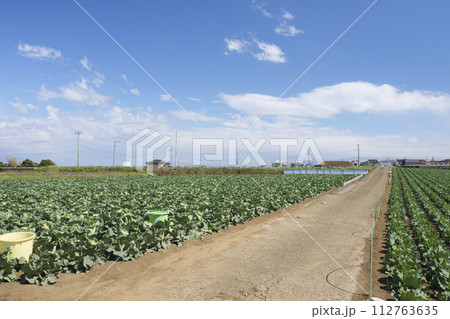 三浦のキャベツ畑が広がる風景（春） 112763635