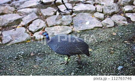 カブトホロホロチョウ 112763746