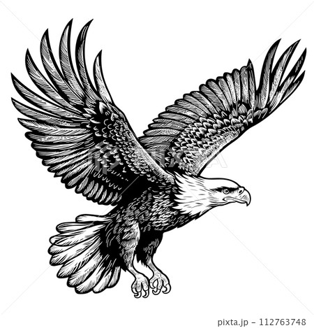Eagle on a white background. Eagle on a white background. 112763748