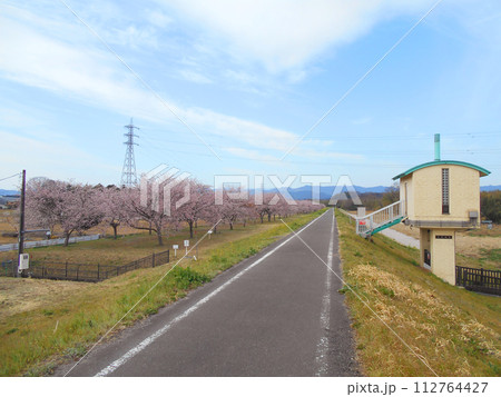 北浅羽桜堤公園 安行寒桜 112764427