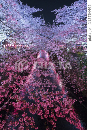 目黒川の夜桜、ピンクと水色に染まる 112764466