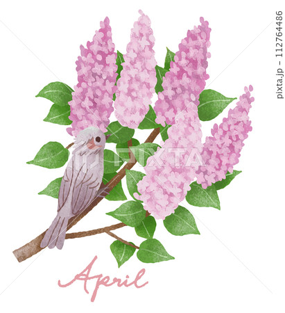 4月の小鳥と花ーライラックとヒヨドリ 4月の小鳥と花ーライラックとヒヨドリ 112764486