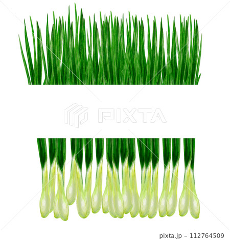 Watercolor frame with green onions. Hand drawn vegetable banner, ripe farm onion for healthy food design, packaging design Watercolor frame with green onions. Hand drawn vegetable banner, ripe farm onion for healthy food design, packaging design 112764509