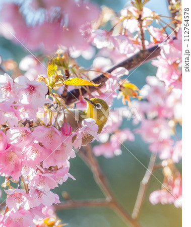 茨城県桜川市 雨引観音の河津桜 茨城県桜川市 雨引観音の河津桜 112764578
