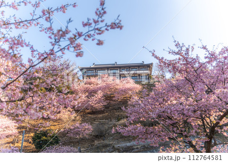 茨城県桜川市 雨引観音の河津桜 茨城県桜川市 雨引観音の河津桜 112764581