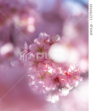 茨城県桜川市 雨引観音の河津桜 茨城県桜川市 雨引観音の河津桜 112764585