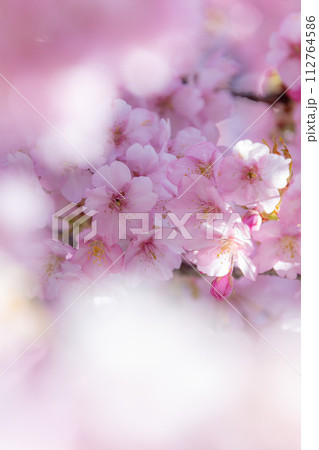 茨城県桜川市 雨引観音の河津桜 茨城県桜川市 雨引観音の河津桜 112764586
