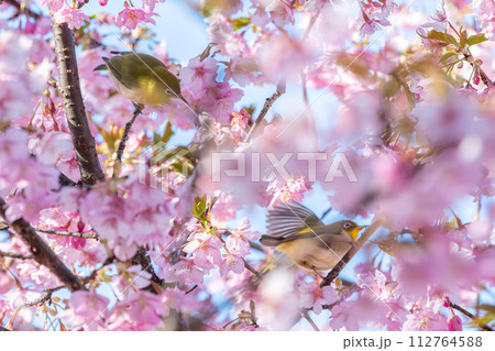 茨城県桜川市 雨引観音の河津桜 茨城県桜川市 雨引観音の河津桜 112764588