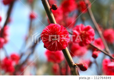 赤い梅の花の鹿児島紅 赤い梅の花の鹿児島紅 112764849