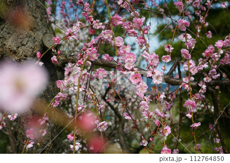 藤牡丹枝垂れ梅 藤牡丹枝垂れ梅 112764850