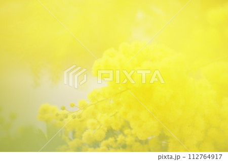 イエロー系背景　ソフトフォーカス　ミモザ1 112764917