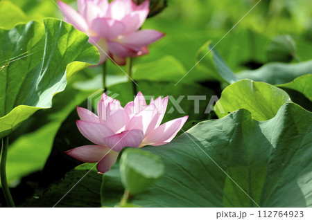 田園でみたハスの花 田園でみたハスの花 112764923
