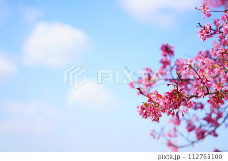 桜と空 桜と空 112765100