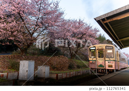 茨城県ひたちなか市　ひたちなか海浜鉄道湊線 中根駅の大漁桜 112765341