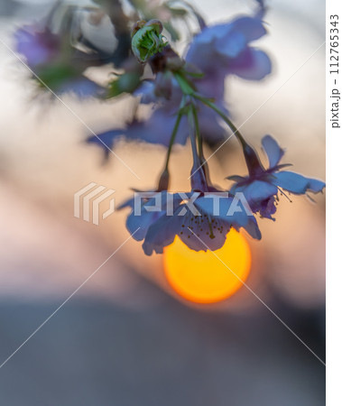 茨城県ひたちなか市　ひたちなか海浜鉄道湊線 中根駅の大漁桜 112765343