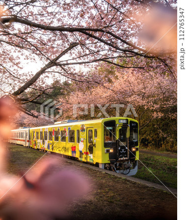 茨城県ひたちなか市 ひたちなか海浜鉄道湊線 中根駅の大漁桜の写真素材