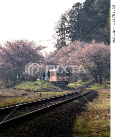 茨城県ひたちなか市 ひたちなか海浜鉄道湊線 中根駅の大漁桜 茨城県ひたちなか市 ひたちなか海浜鉄道湊線 中根駅の大漁桜 112765352