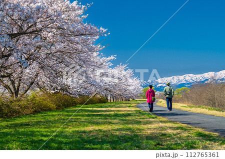 春の青空の下、桜咲く土手を散歩する夫婦 春の青空の下、桜咲く土手を散歩する夫婦 112765361