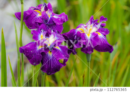 花菖蒲の名花 112765365