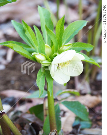 クリスマスローズ クリスマスローズ 112765740