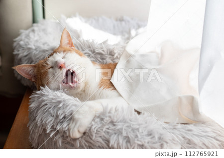 欠伸をする猫　茶トラ白 112765921