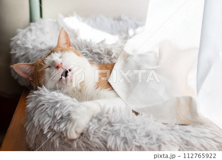 欠伸をする猫 茶トラ白 欠伸をする猫 茶トラ白 112765922