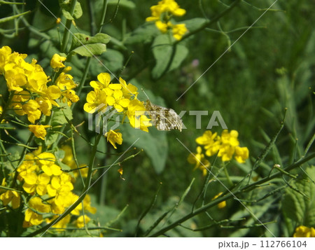 菜の花の蜜を吸うツマキチョウ 112766104