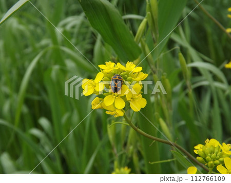 菜の花に来たナガメ 112766109