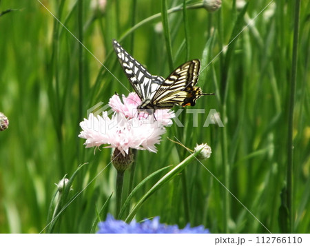 花の蜜を吸うアゲハチョウ 花の蜜を吸うアゲハチョウ 112766110