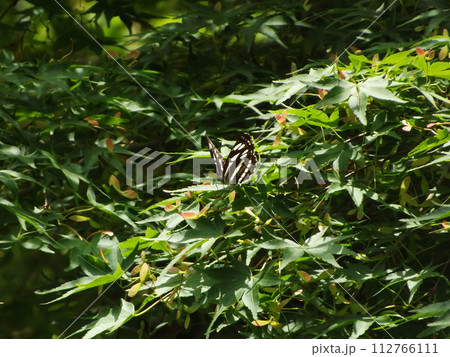 コミスジ コミスジ 112766111