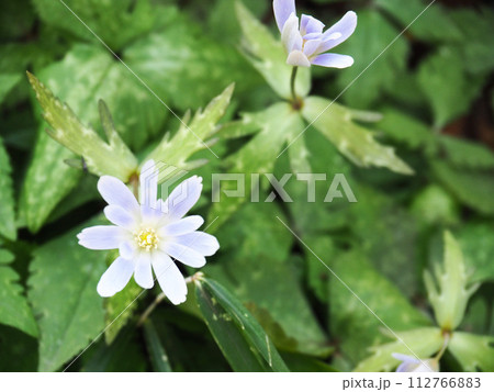 ユキワリイチゲの花 112766883