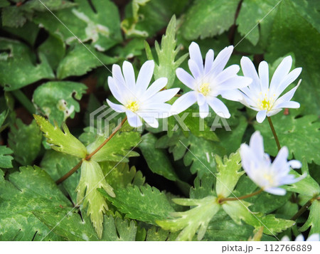 ユキワリイチゲの花 112766889