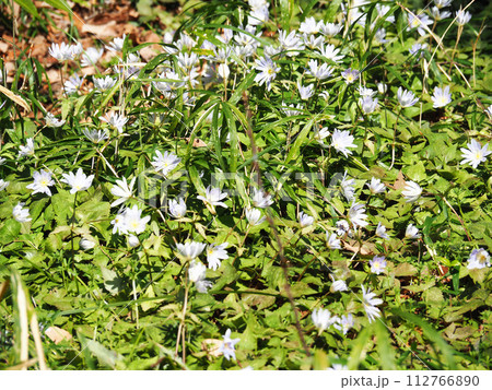 ユキワリイチゲの花 ユキワリイチゲの花 112766890
