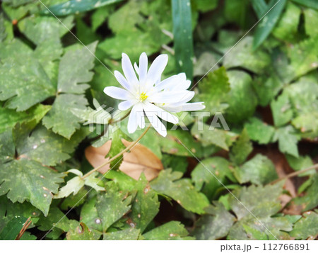 ユキワリイチゲの花 112766891