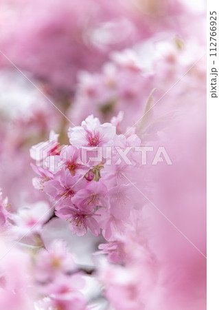 福島県いわき市　21世紀の森公園の河津桜 112766925