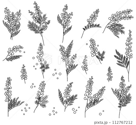 ミモザの花白黒イラストセット 112767212