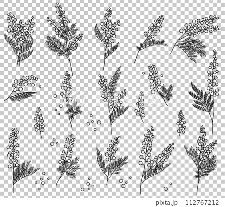 含羞草花黑白插圖集 112767212